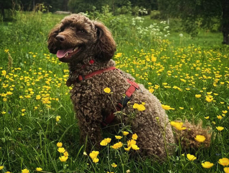 Najmodniejsze rasy psów 2025